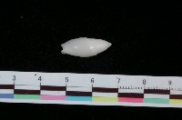 藏品(乳白彈頭螺)的圖片